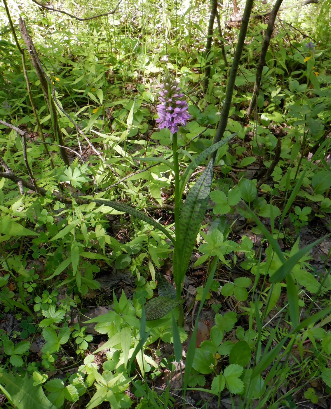 Image of Dactylorhiza baltica specimen.