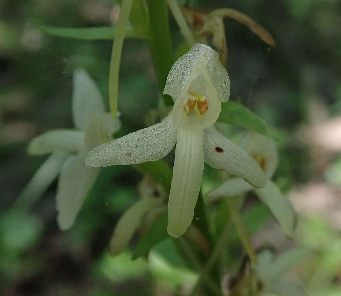 Image of Platanthera bifolia specimen.