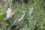 Thunbergia natalensis