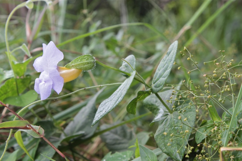 Изображение особи Thunbergia natalensis.