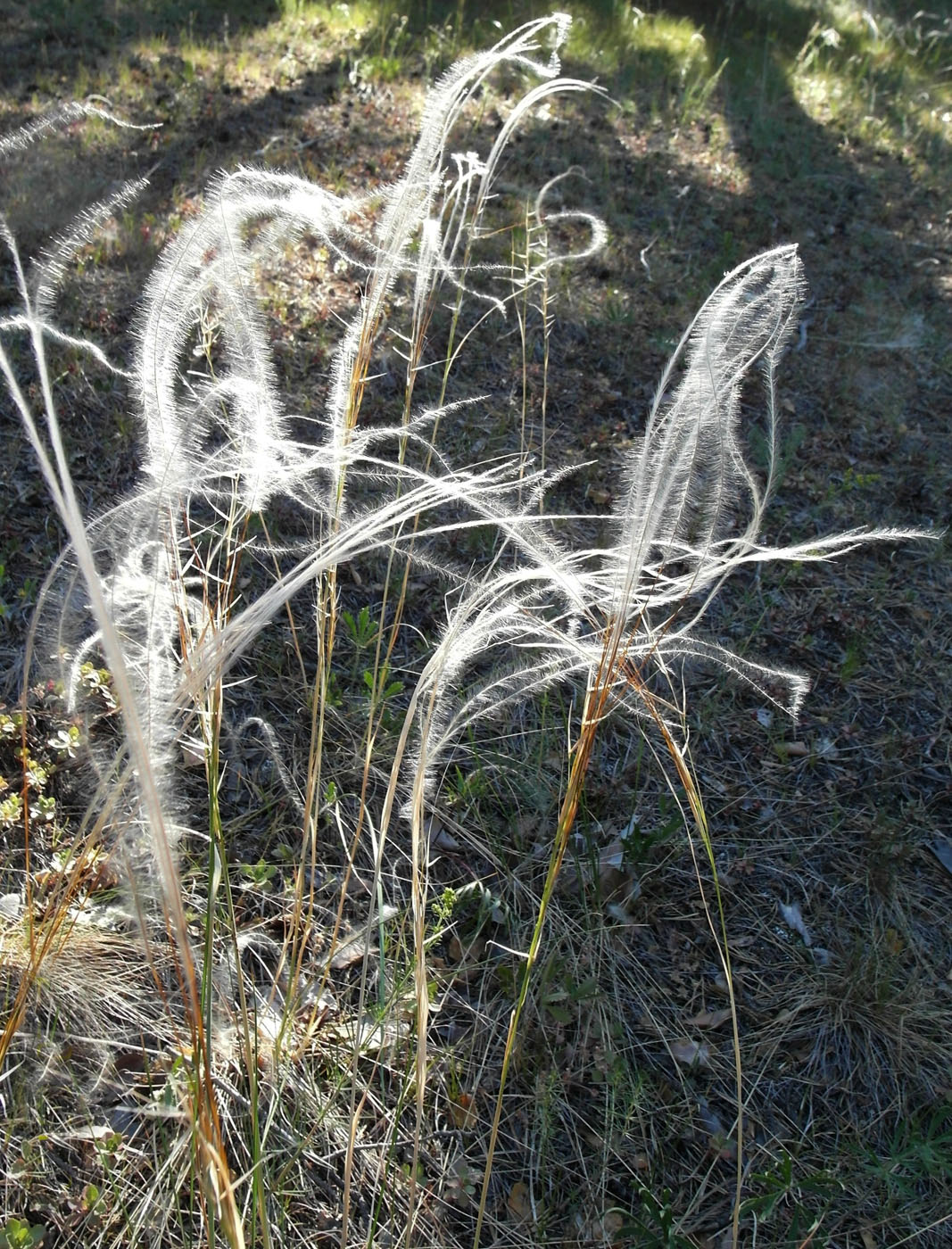 Изображение особи род Stipa.