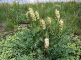 Astragalus follicularis