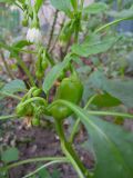 Capsicum annuum