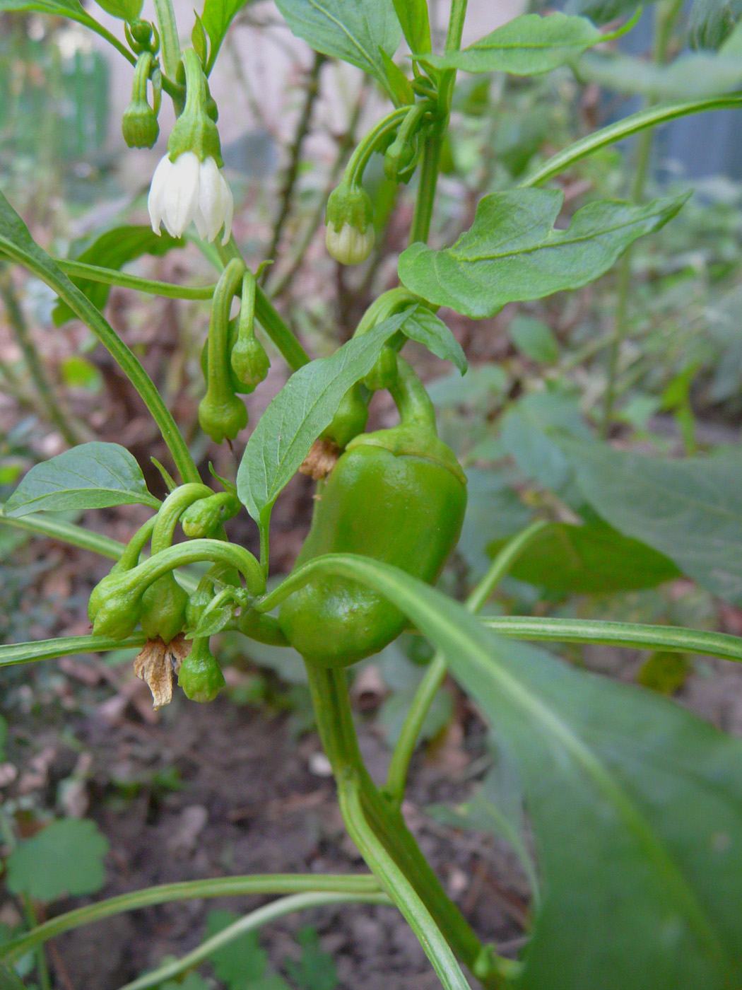 Изображение особи Capsicum annuum.