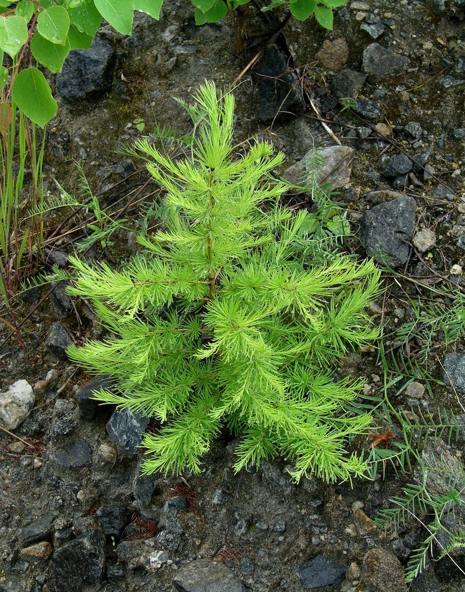 Image of Larix sibirica specimen.