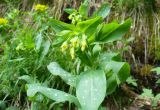 Cerinthe glabra