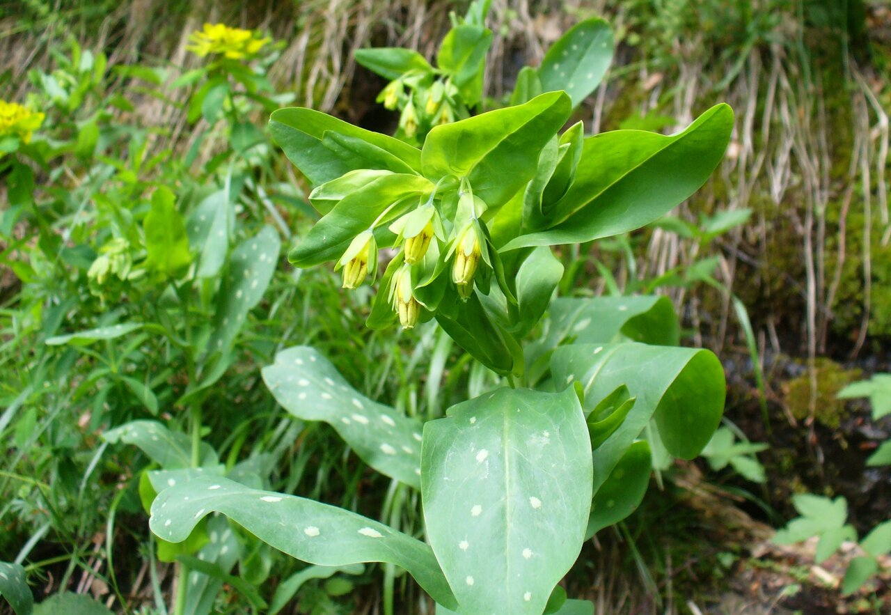 Image of Cerinthe glabra specimen.