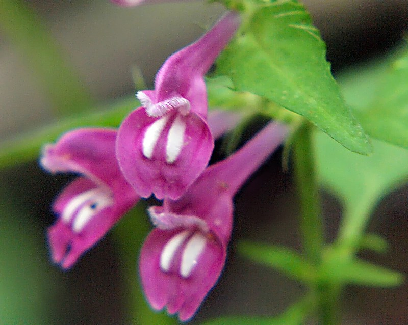 Image of Melampyrum roseum specimen.