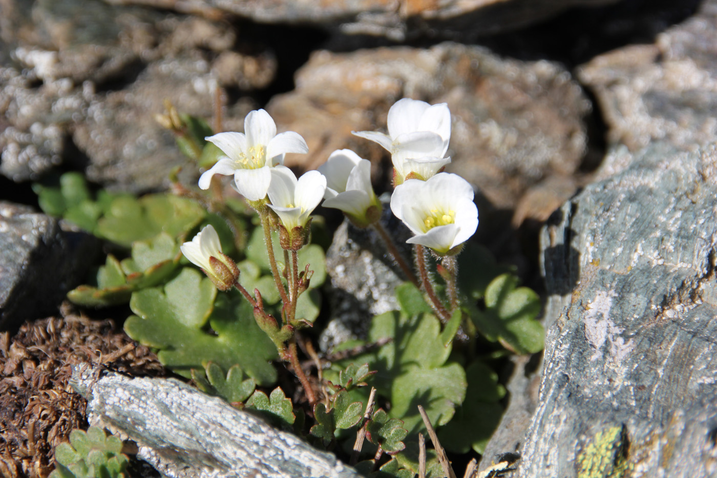 Изображение особи Saxifraga sibirica.