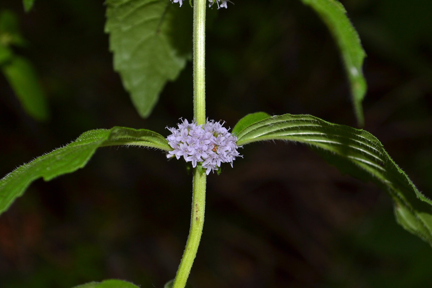 Image of Mentha arvensis specimen.