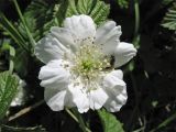 Rubus caesius. Аномальный цветок с увеличенным количеством лепестков и пчелой. Нидерланды, провинция Гронинген, национальный парк Lauwersmeer, заросли кустарников. 3 июня 2006 г.