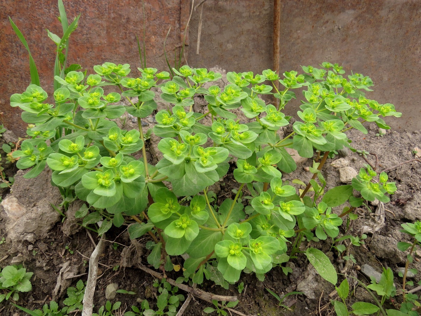 Image of Euphorbia helioscopia specimen.