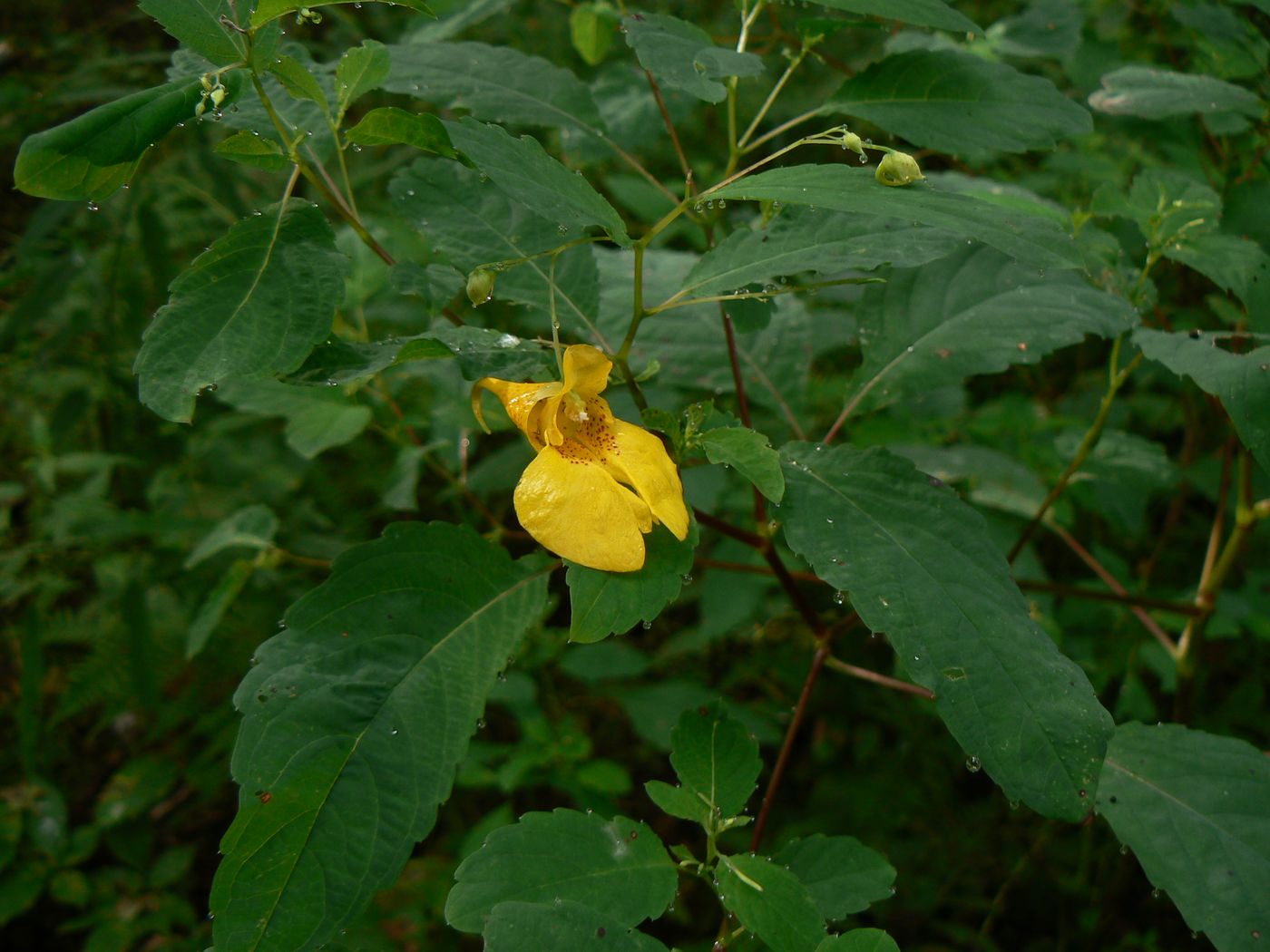 Image of Impatiens noli-tangere specimen.