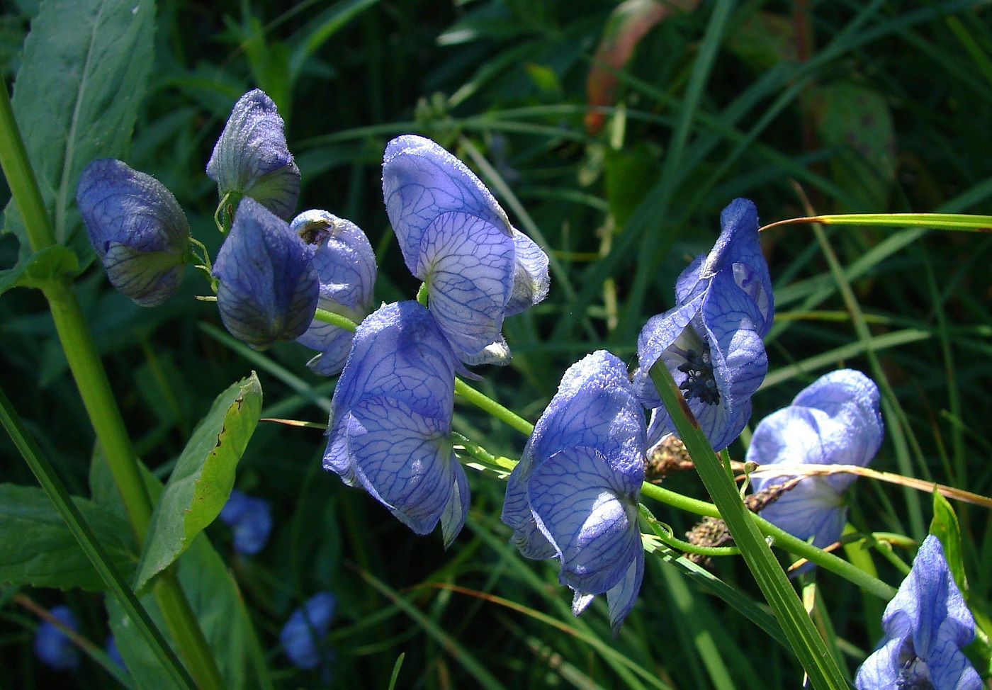 Изображение особи Aconitum talassicum.