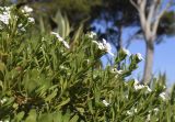 Iberis sempervirens. Верхушки цветущих побегов. Испания, автономное сообщество Каталония, провинция Жирона, комарка Баш-Эмпорда, муниципалитет Палафружель, ботанический сад \"Кап-Роч\". 24.11.2020.