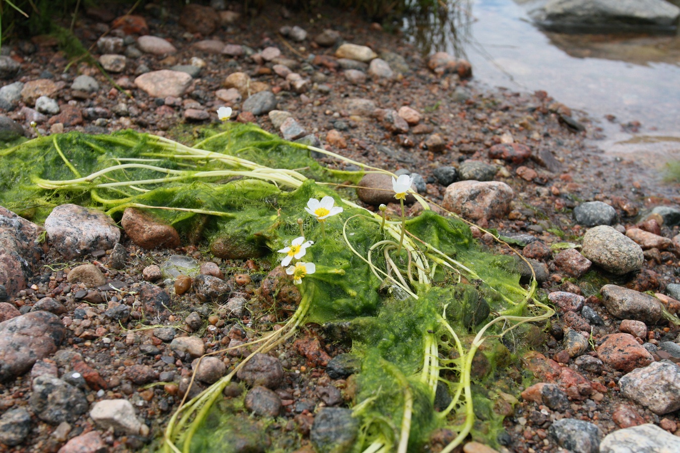 Изображение особи Ranunculus baudotii.