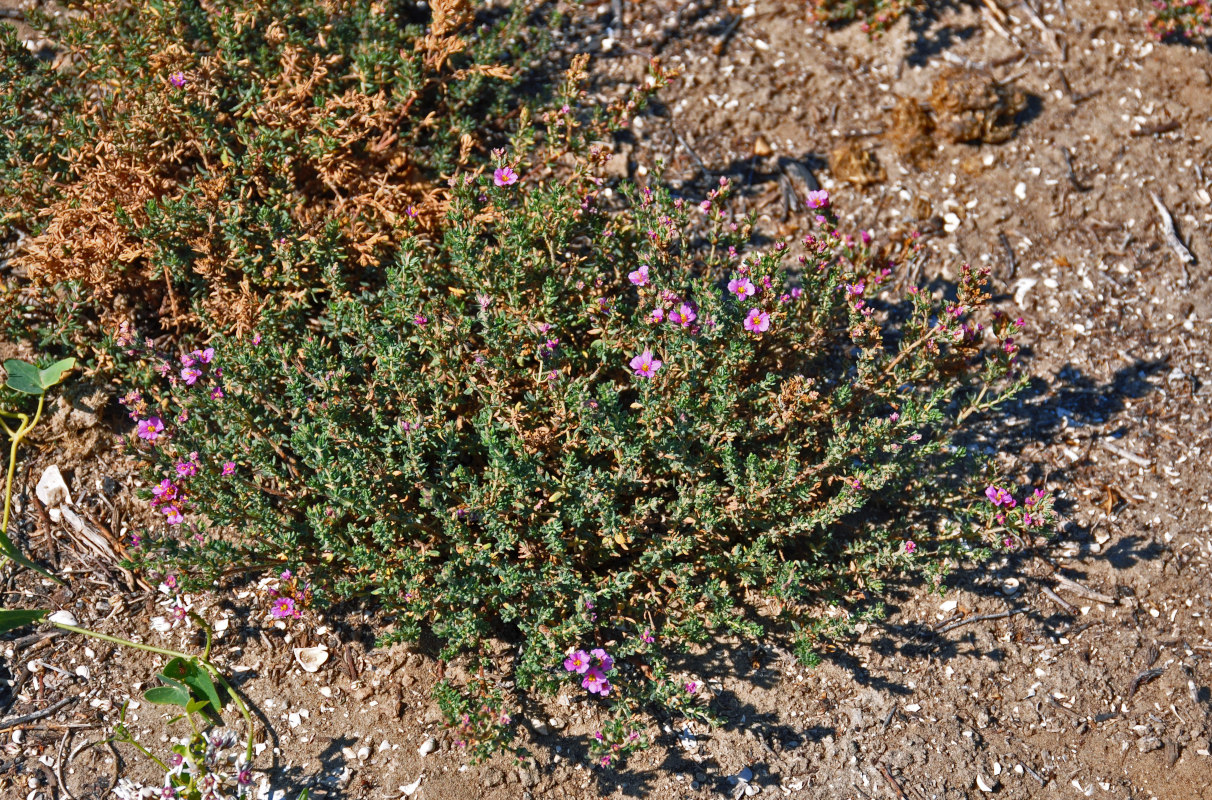 Image of Frankenia hirsuta specimen.