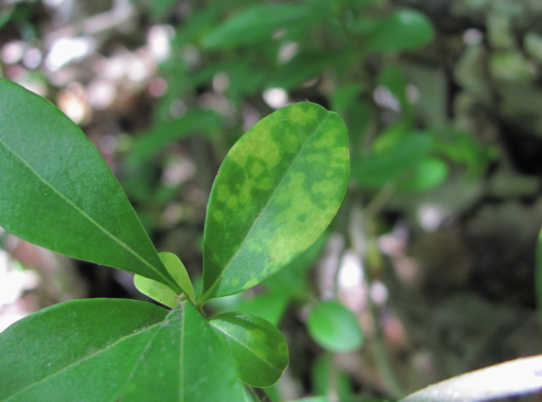 Image of Ligustrum vulgare specimen.