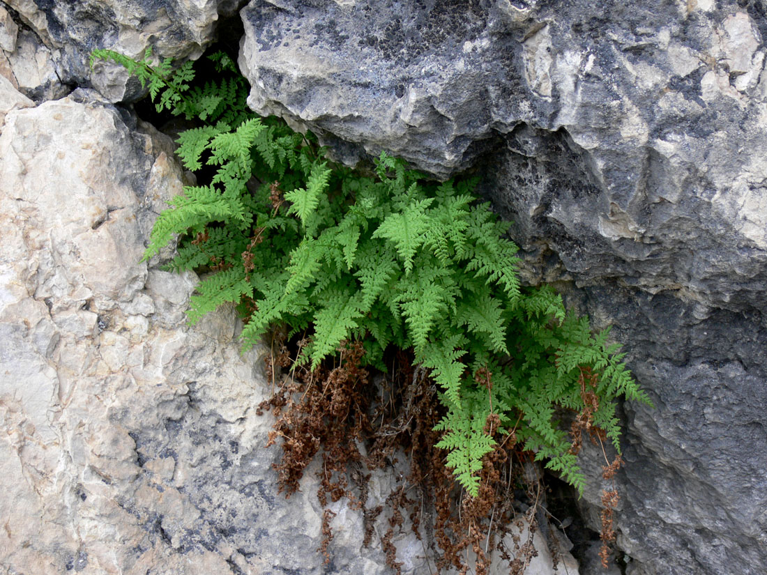 Изображение особи Cystopteris fragilis.