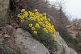 Alyssum calycocarpum