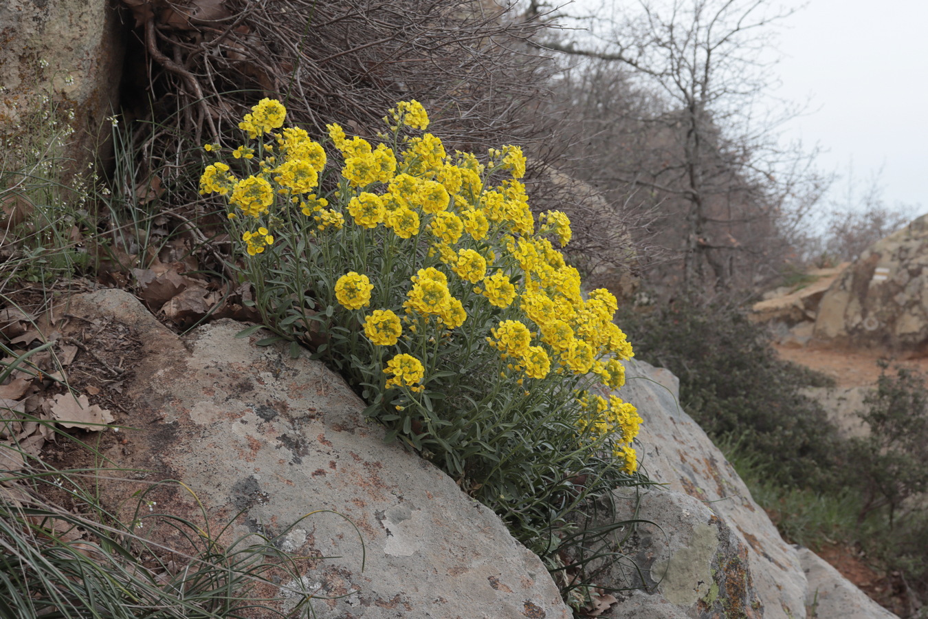 Image of Alyssum calycocarpum specimen.