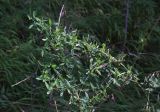 Lathyrus pratensis