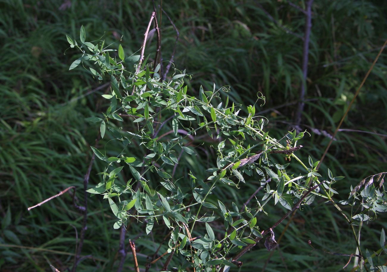 Изображение особи Lathyrus pratensis.