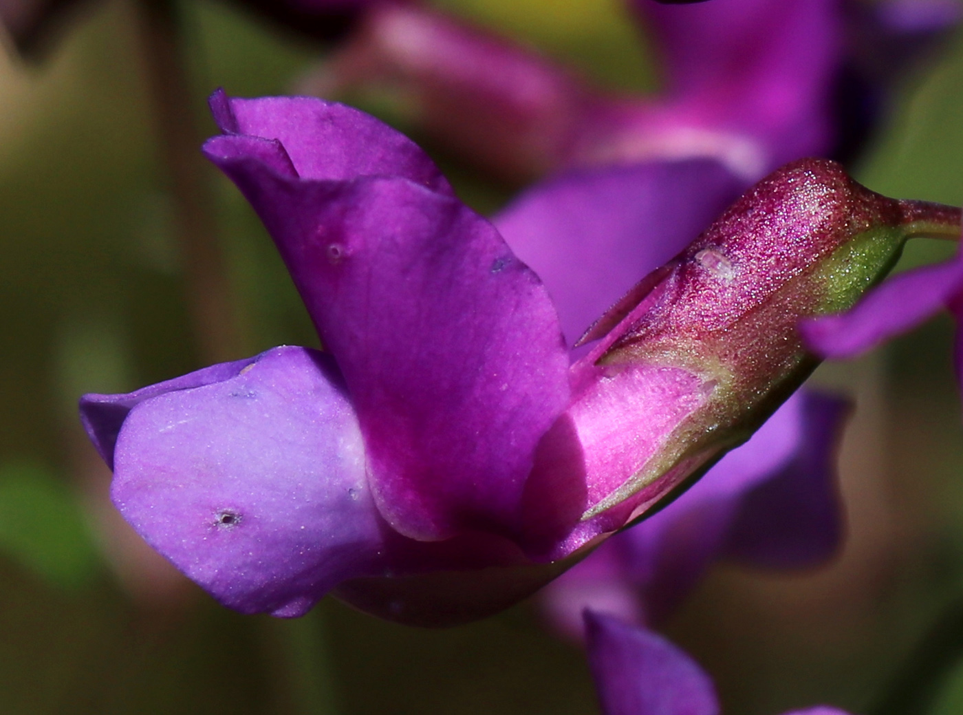 Image of Lathyrus vernus specimen.