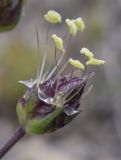 Plantago sempervirens. Соцветие. Испания, Каталония, пров. Барселона, комарка Бергеда, муниципалитет Сальдес, подножие горы Педрафорка, окр. смотр. площадки \"Гресолет\", 1557 м н.у.м., подножие осыпи. 16.05.2021.