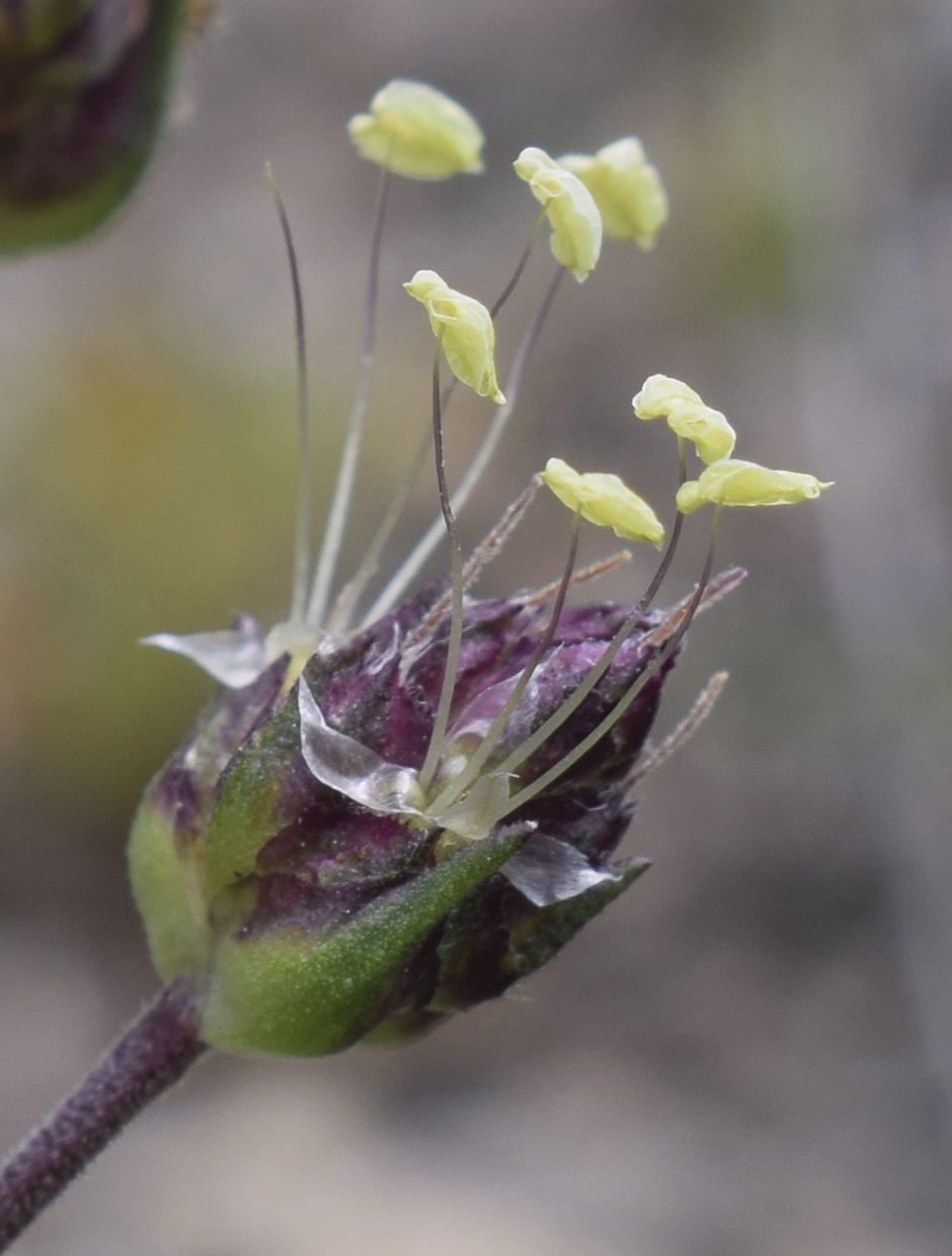 Image of Plantago sempervirens specimen.