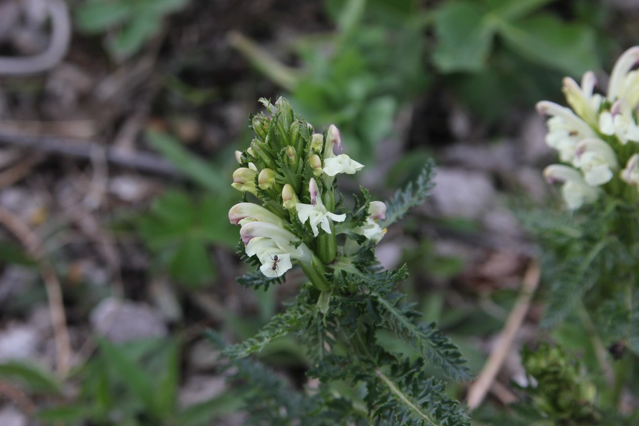 Image of genus Pedicularis specimen.