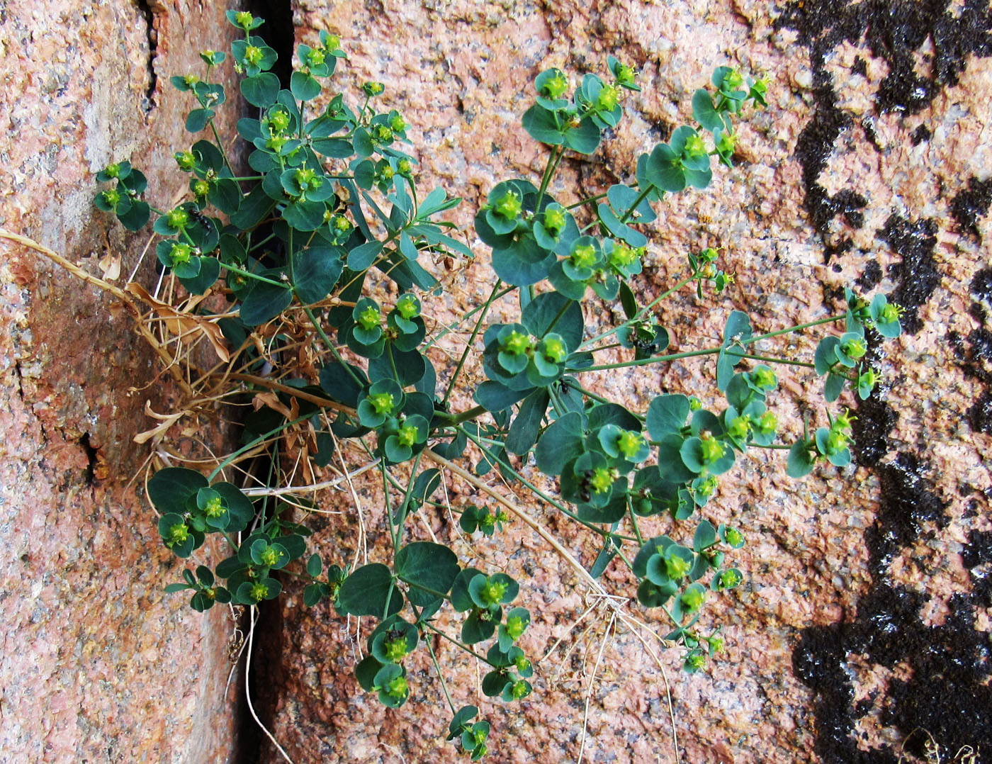 Изображение особи Euphorbia deltobracteata.