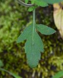 Calceolaria tripartita