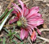 Gazania × hybrida