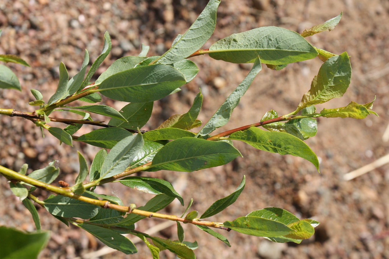 Image of Salix phylicifolia specimen.