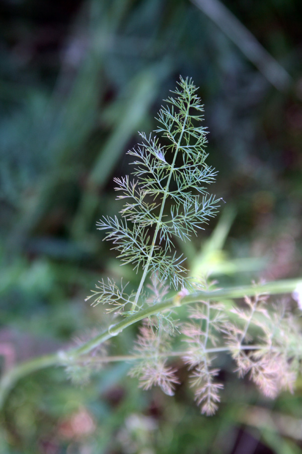 Image of Elaeosticta ugamica specimen.