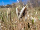 Avena sterilis. Плодоносящие колоски. Греция, Эгейское море, о. Сирос, окр. пос. Фабрика (Φάμπρικα), заросший приусадебный участок. 20.04.2021.