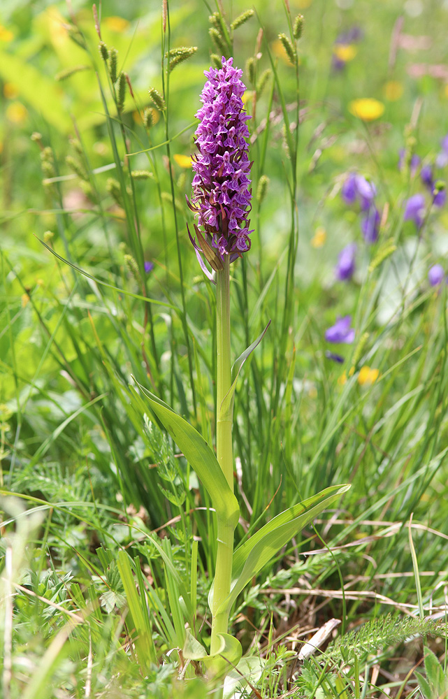 Изображение особи Dactylorhiza incarnata.