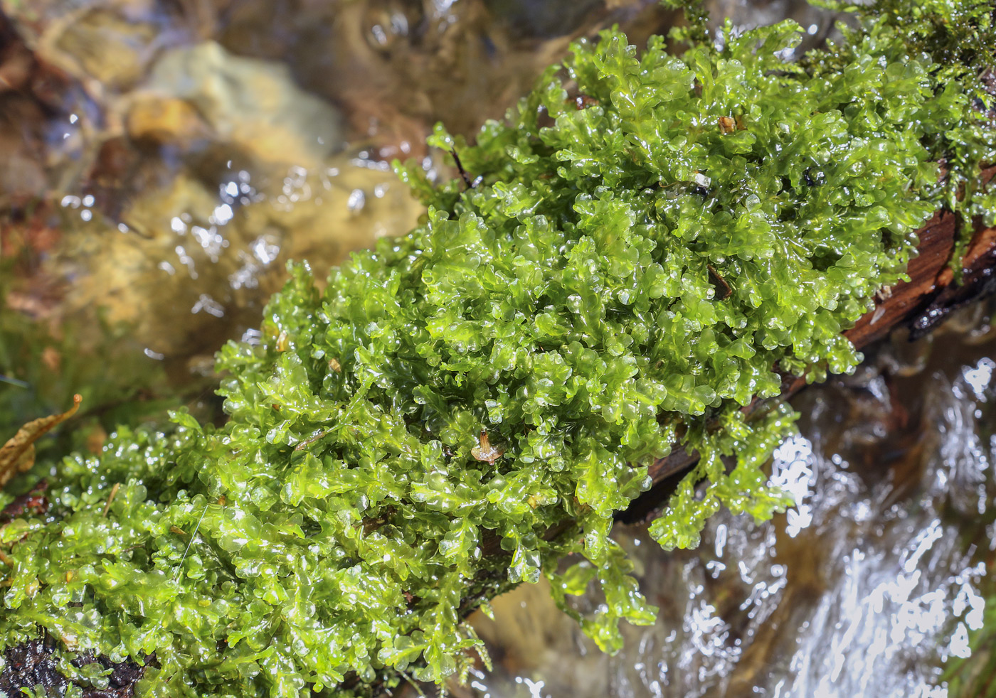 Image of genus Plagiochila specimen.