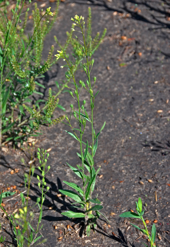 Изображение особи Camelina sylvestris.