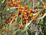 Hippophae rhamnoides