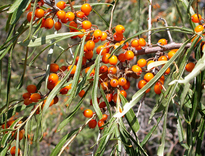 Image of Hippophae rhamnoides specimen.