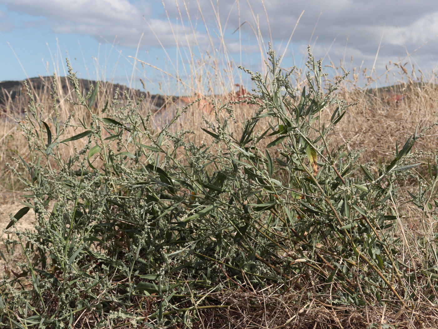 Image of Atriplex oblongifolia specimen.