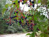 Parthenocissus quinquefolia