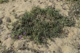 Centaurea aspera. Цветущее и плодоносящее растение. Испания, автономное сообщество Каталония, провинция Жирона, комарка Баш Эмпорда, муниципалитет Паламос, пляж. 24.10.2021.
