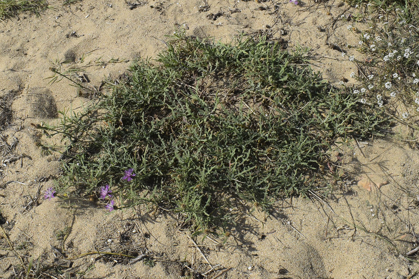 Image of Centaurea aspera specimen.