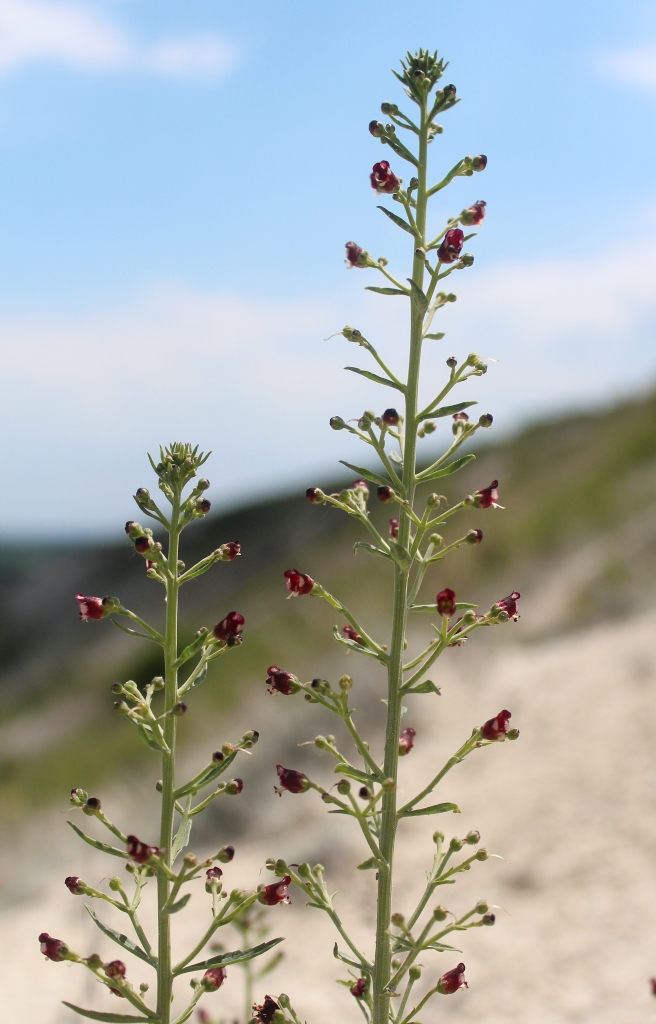 Изображение особи Scrophularia cretacea.