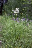 Filipendula vulgaris