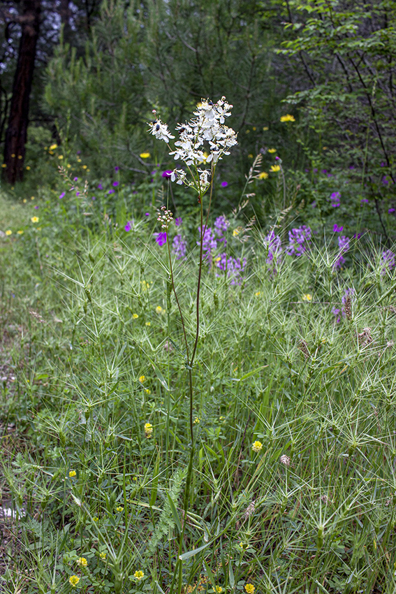 Изображение особи Filipendula vulgaris.