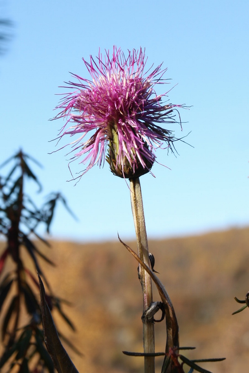 Image of Cirsium heterophyllum specimen.